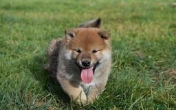 Japanese Shiba Inu dogs for sale: Multi Champion bloodline Shiba Inu pups for sale - Image 13