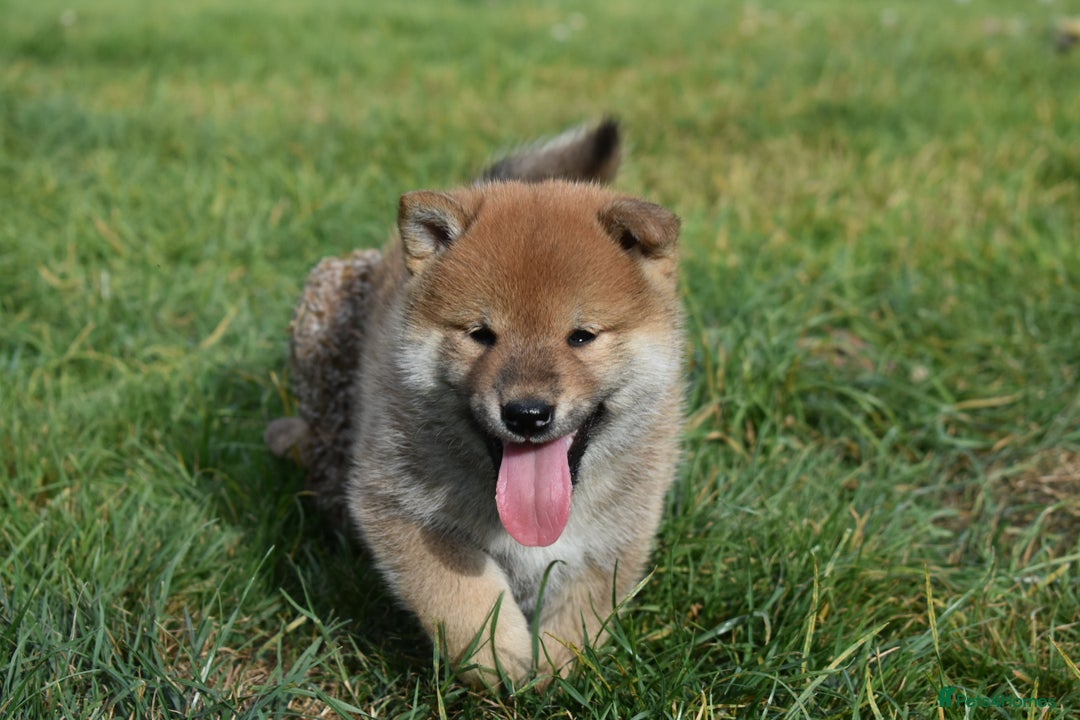 Japanese Shiba Inu dogs for sale: Multi Champion bloodline Shiba Inu pups for sale - Image 13