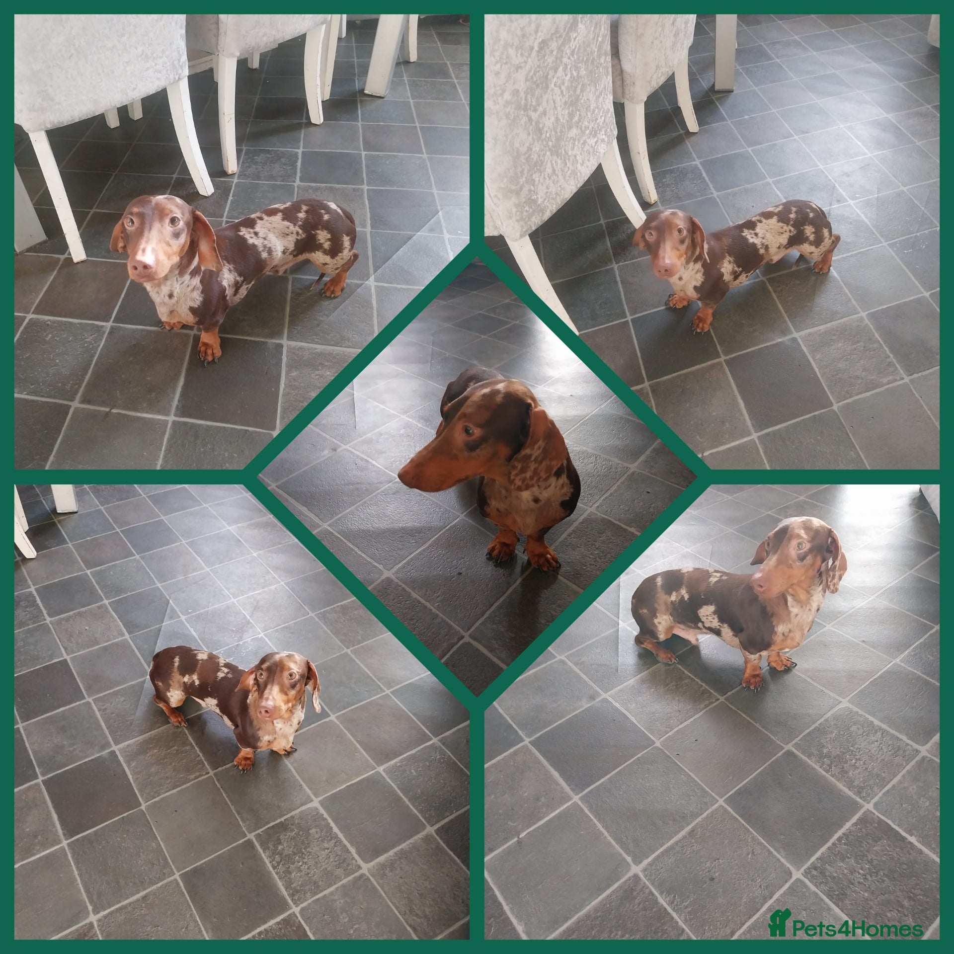 Miniature Dachshund dogs Miniature dachshund male for stud  - Advert 15