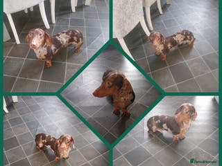 Miniature Dachshund dogs Miniature dachshund male for stud - Advert 24