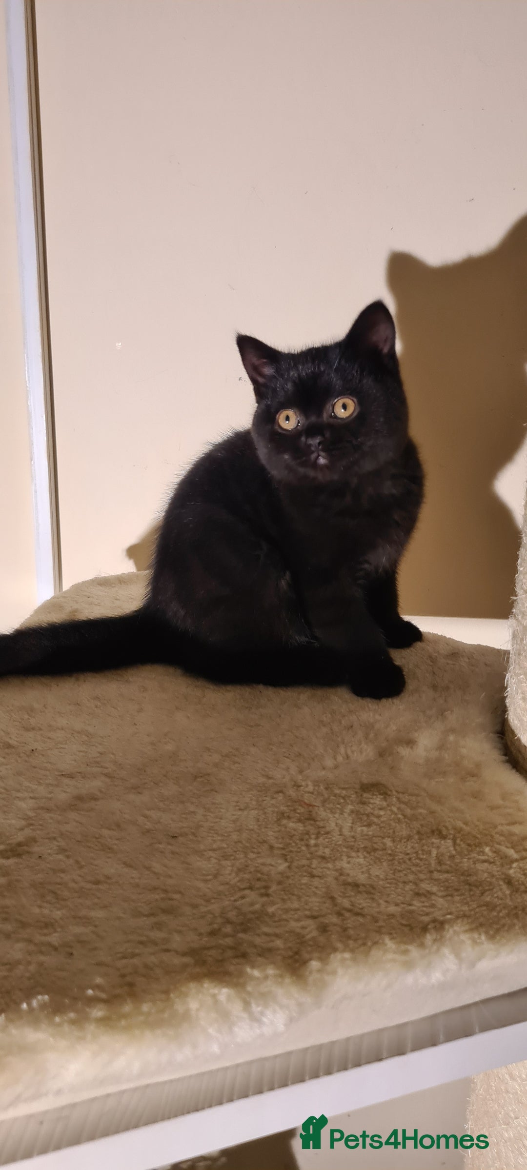 British Shorthair cats for sale: British shorthair black and blue kittens - Advert 25