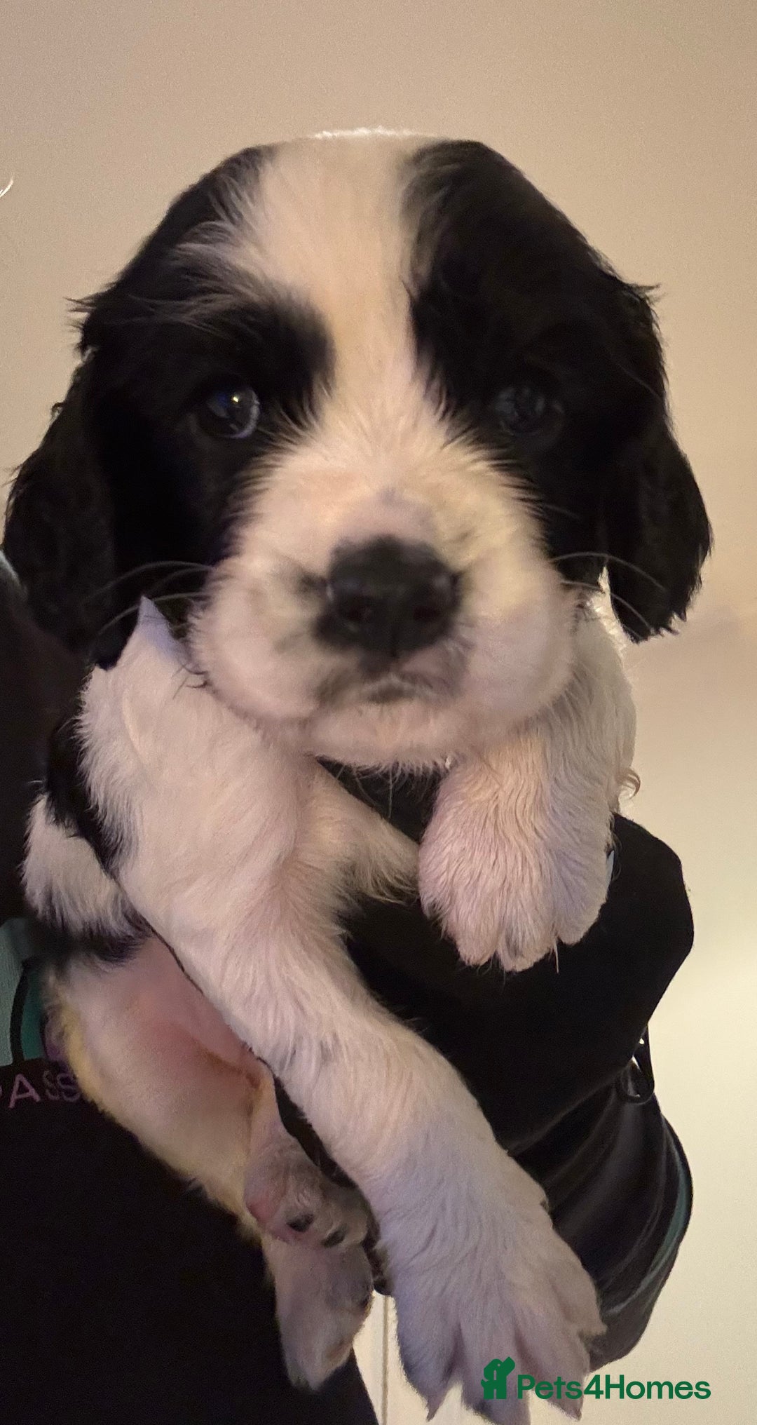 Mixed Breed dogs for sale: Cocker-Jack xCavalier King Charles Spaniel Puppies - Advert 30