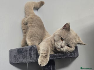British Shorthair cats in Aylesbury - Advert 26