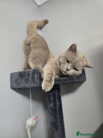 British Shorthair cats in Aylesbury - Advert 2
