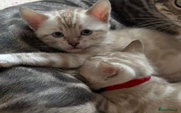 Bengal cats for sale: TICA reg Bengal Kittens - 2 male Snow Spotted  - Image 9
