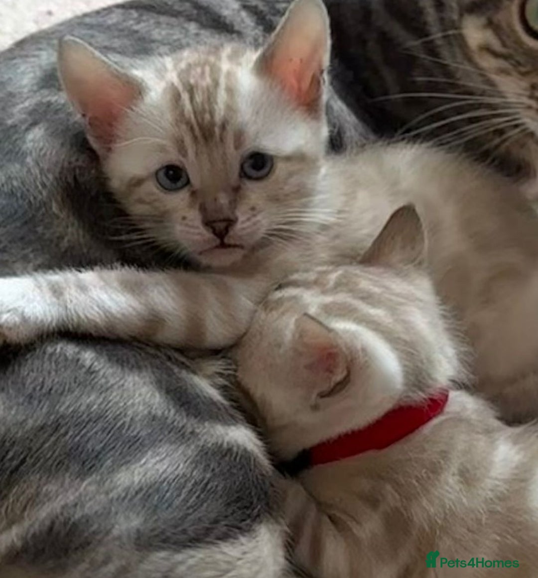 Bengal cats for sale: TICA reg Bengal Kittens - 2 male Snow Spotted  - Image 9