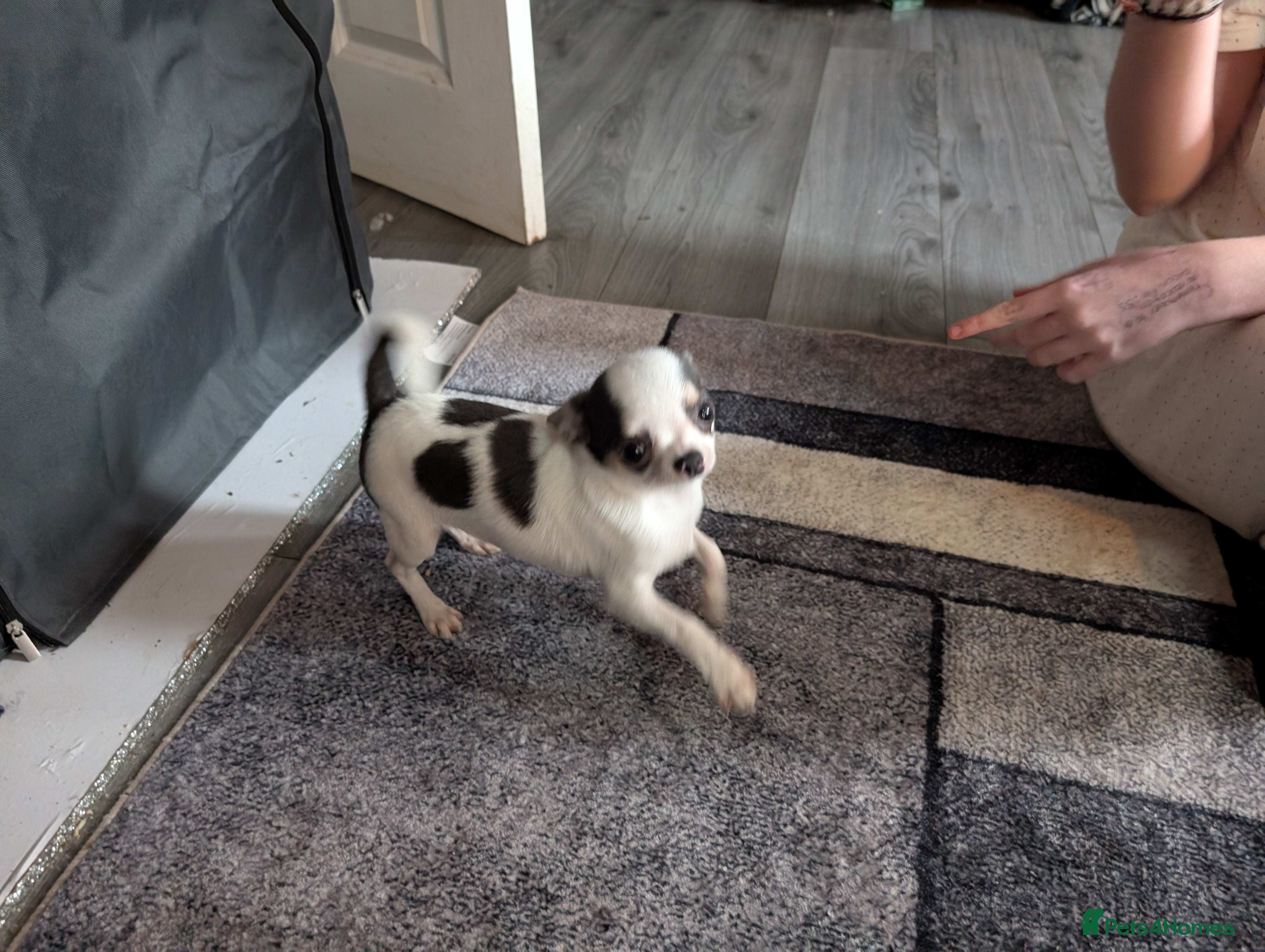 Chihuahua dogs Smoothcoat Chihuahua puppies  - Advert 13