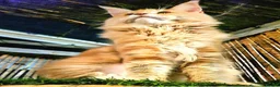 Maine Coon cats for sale: TICA Maine Coon kittens ready to go NOW - Advert 2