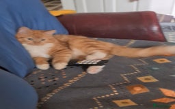 Mixed Breed cats for sale: Fluffy peach  - Advert 2