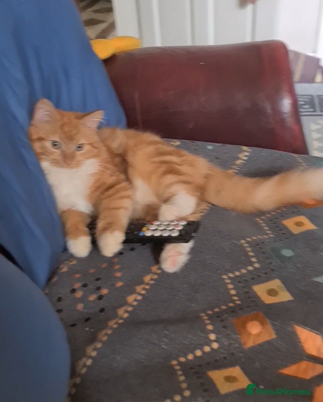 Mixed Breed cats for sale: Fluffy peach  - Advert 2