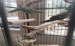 Parakeets birds for sale: Two beautiful birds with cage - Image 2