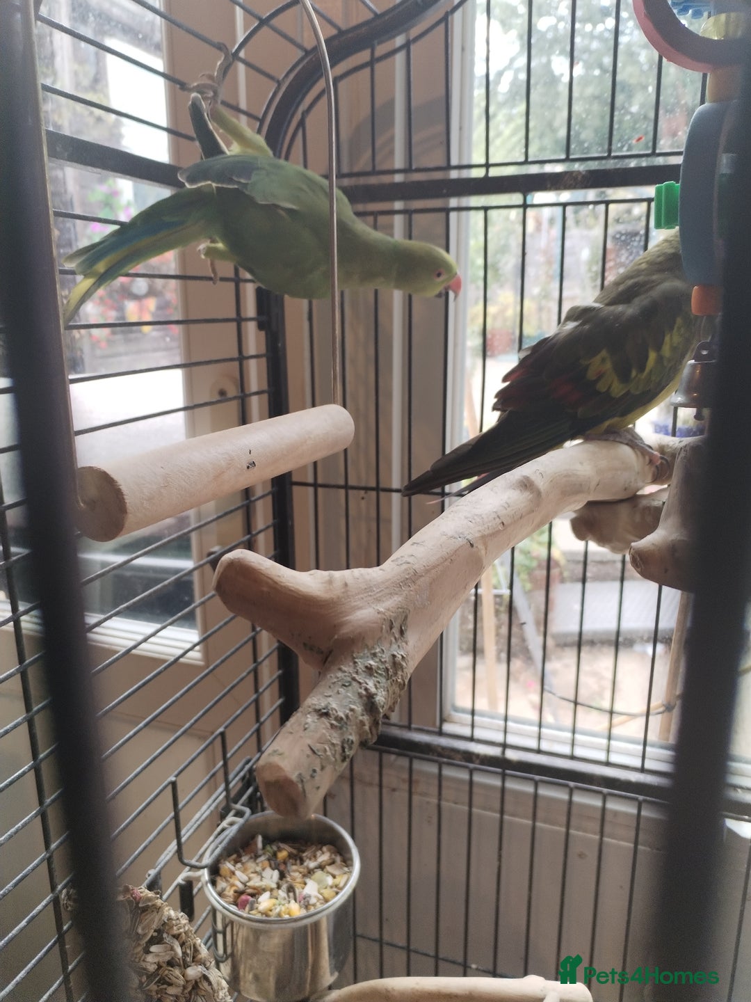 Parakeets birds for sale: Two beautiful birds with cage - Image 2