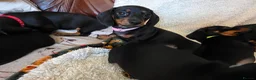 Dachshund dogs for sale: Six beautiful miniature smooth haired dachshunds - Advert 11