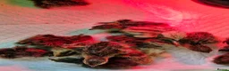Quail poultry for sale: Quail Chicks For Sale - Advert 5