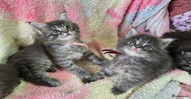 Maine Coon cats - Advert 10