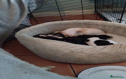 Mixed Breed dogs for sale: Chihuahua cross pomeranian girls to rehome - Image 5