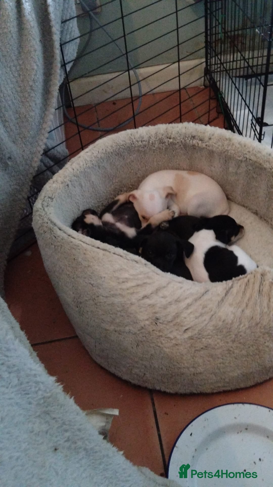 Mixed Breed dogs for sale: Chihuahua cross pomeranian girls to rehome - Image 5
