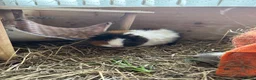 Guinea Pig rodents for sale: 2 lovely female guinea pigs looking for home! - Advert 2