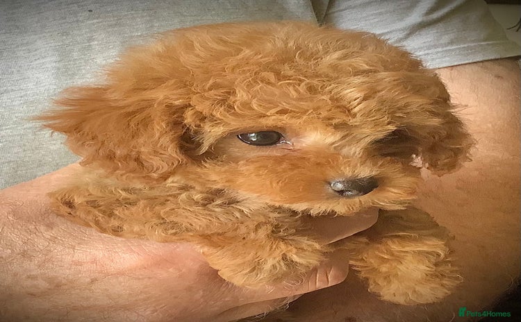 Toy Poodle dogs - Advert 14