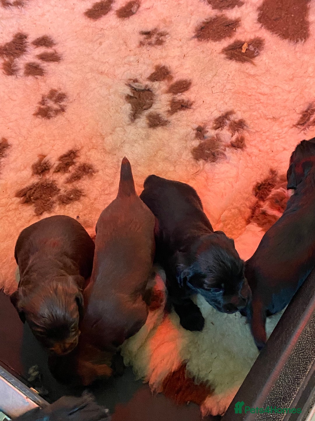 Cocker Spaniel dogs for sale: Litter of beautiful KC registered working cockers - Image 15