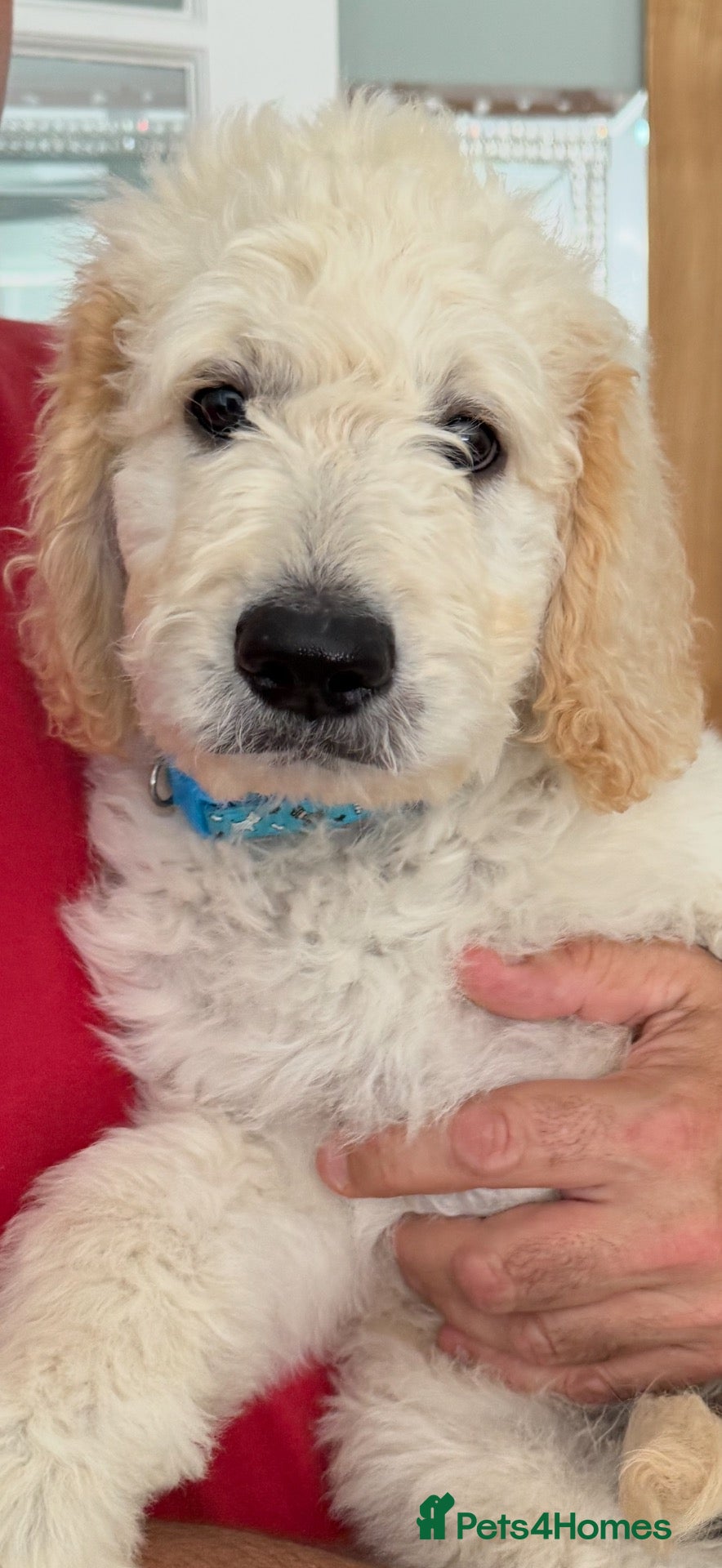 Goldendoodle dogs 🐾 Goldendoodle large puppies ready now 🐾 - Advert 2