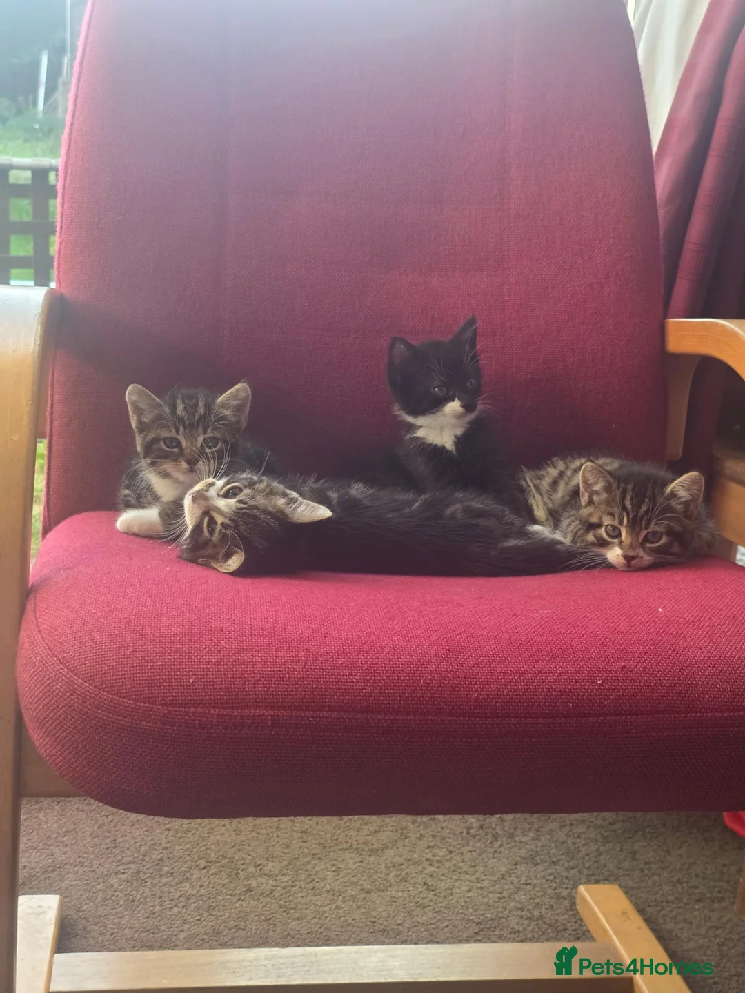 Mixed Breed cats for sale: Tabby Kittens Looking  for Their Forever Homes  - Advert 14