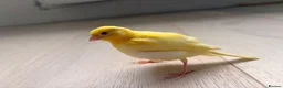 Canaries birds for sale: Yellow baby hand tamed canary - Advert 4