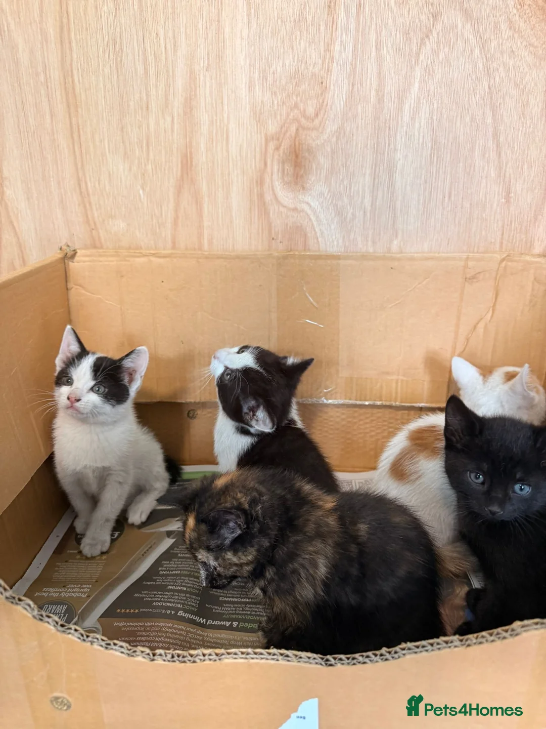 Mixed Breed cats for sale: Kittens for sale  in Liverpool - Advert 2