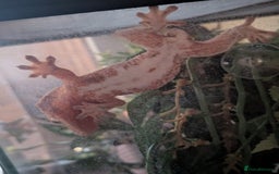 Gecko reptiles for sale: Beautiful Female Crested Geckos    - Image 18