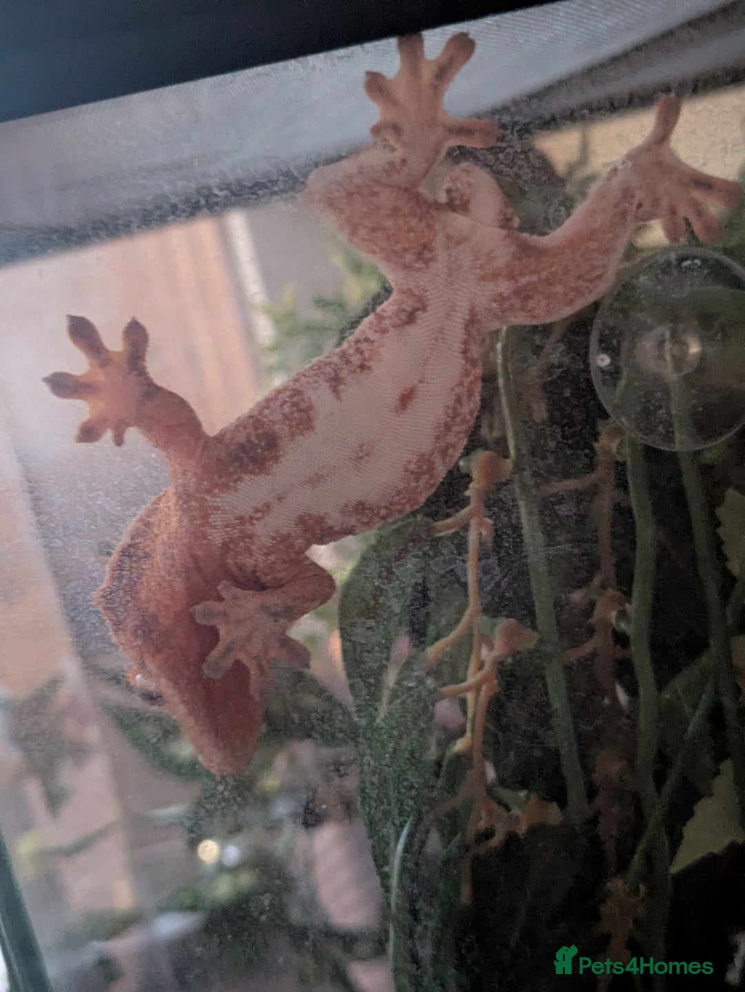 Gecko reptiles for sale: Beautiful Female Crested Geckos    - Image 18