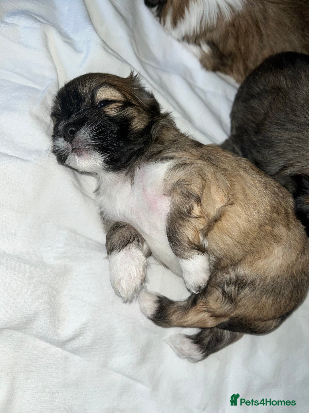 Lhasa Apso dogs for sale: Lhasa apso puppies 🐶 - Image 5