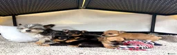 Mixed Breed dogs for sale: Jack Russell Cross Chorkie Puppies - Advert 8