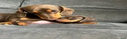 Miniature Dachshund dogs for sale: 2 left in Somerset  - Advert 3