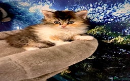 Selkirk Rex cats for sale: Gorgeous Selkirk Rex kittens - Image 23