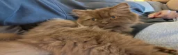 British Longhair cats for sale: Cinnamon British long hair girl 🧡 - Advert 14