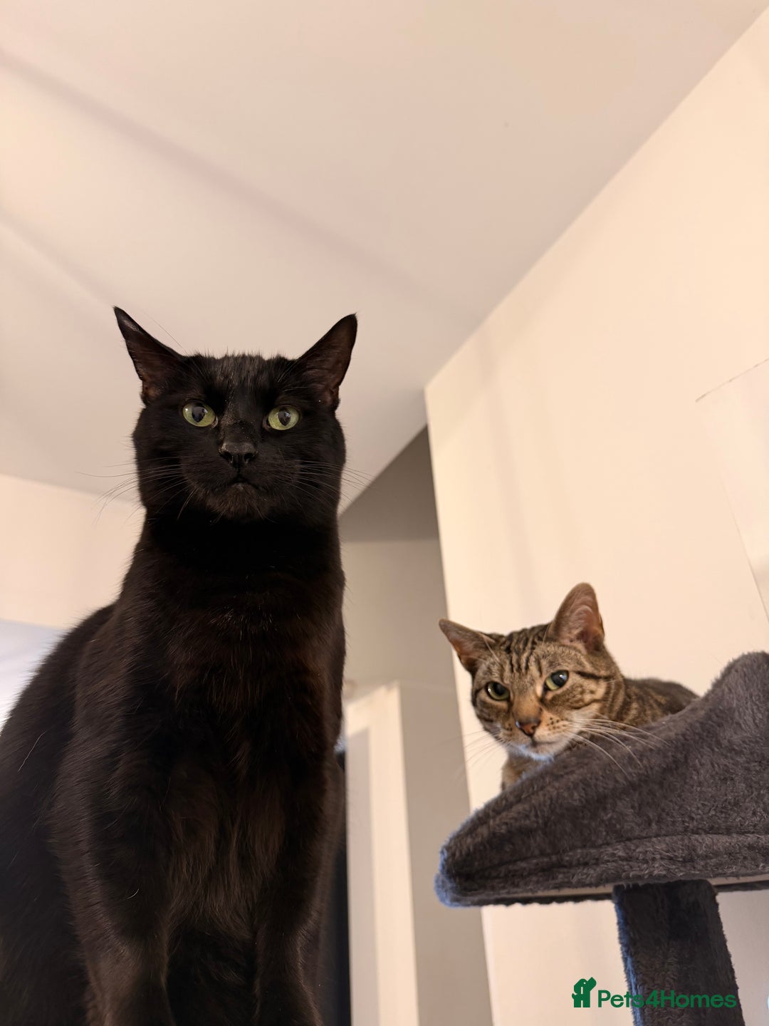 Mixed Breed cats for sale: Must go together! - Advert 6