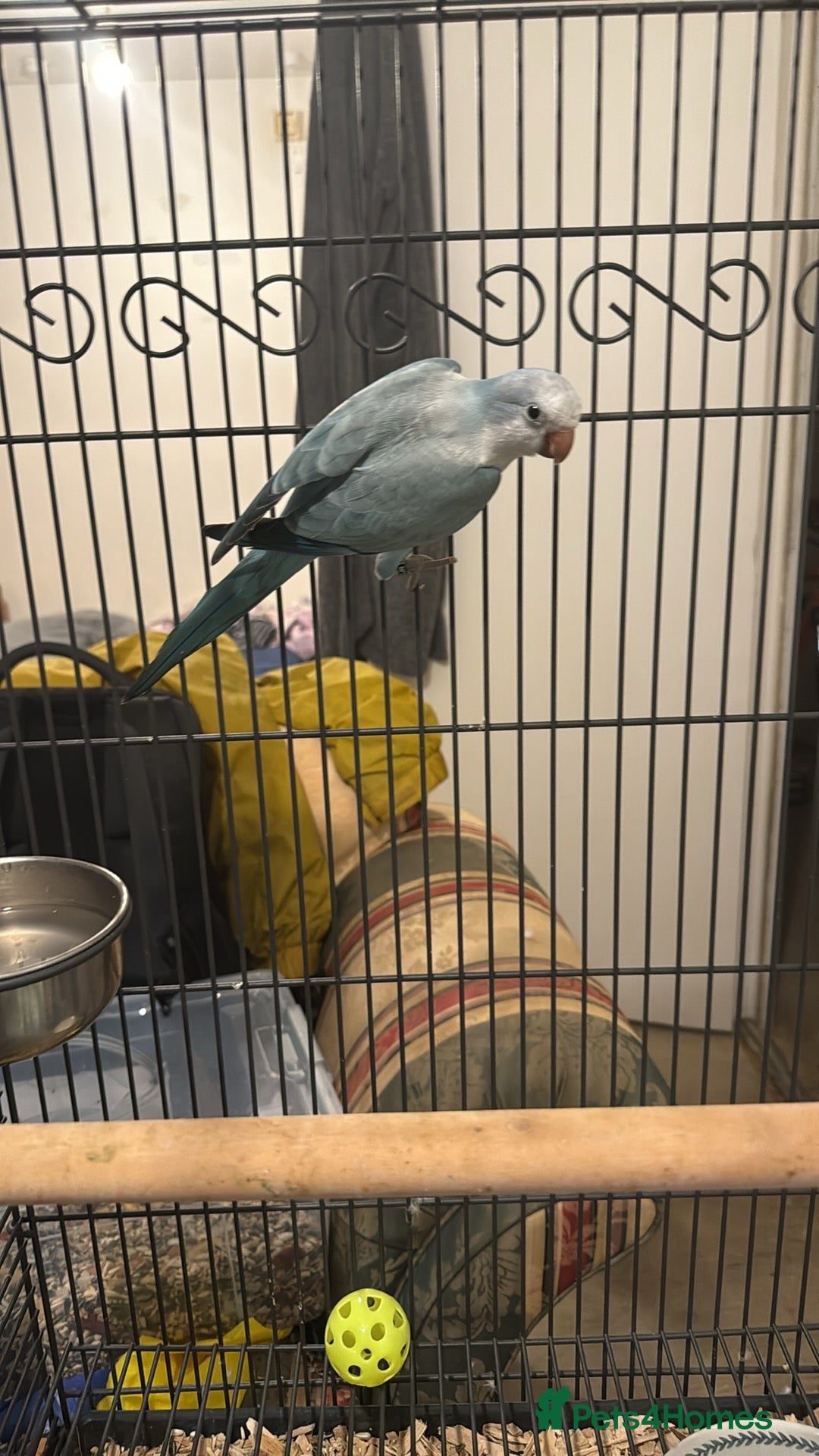 Parrots birds Female Quaker parrot with cage  - Advert 2