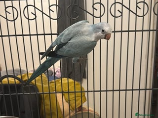 Parrots birds Female Quaker parrot with cage - Advert 1
