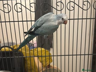 Parrots birds Female Quaker parrot with cage - Advert 14