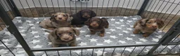 Miniature Dachshund dogs for stud: **RogueRoyales Stud Cartier** PRA Clear  - Advert 25