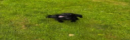 Cocker Spaniel dogs for sale: Kc registered 10 month old cocker spaniel bitch  - Advert 6
