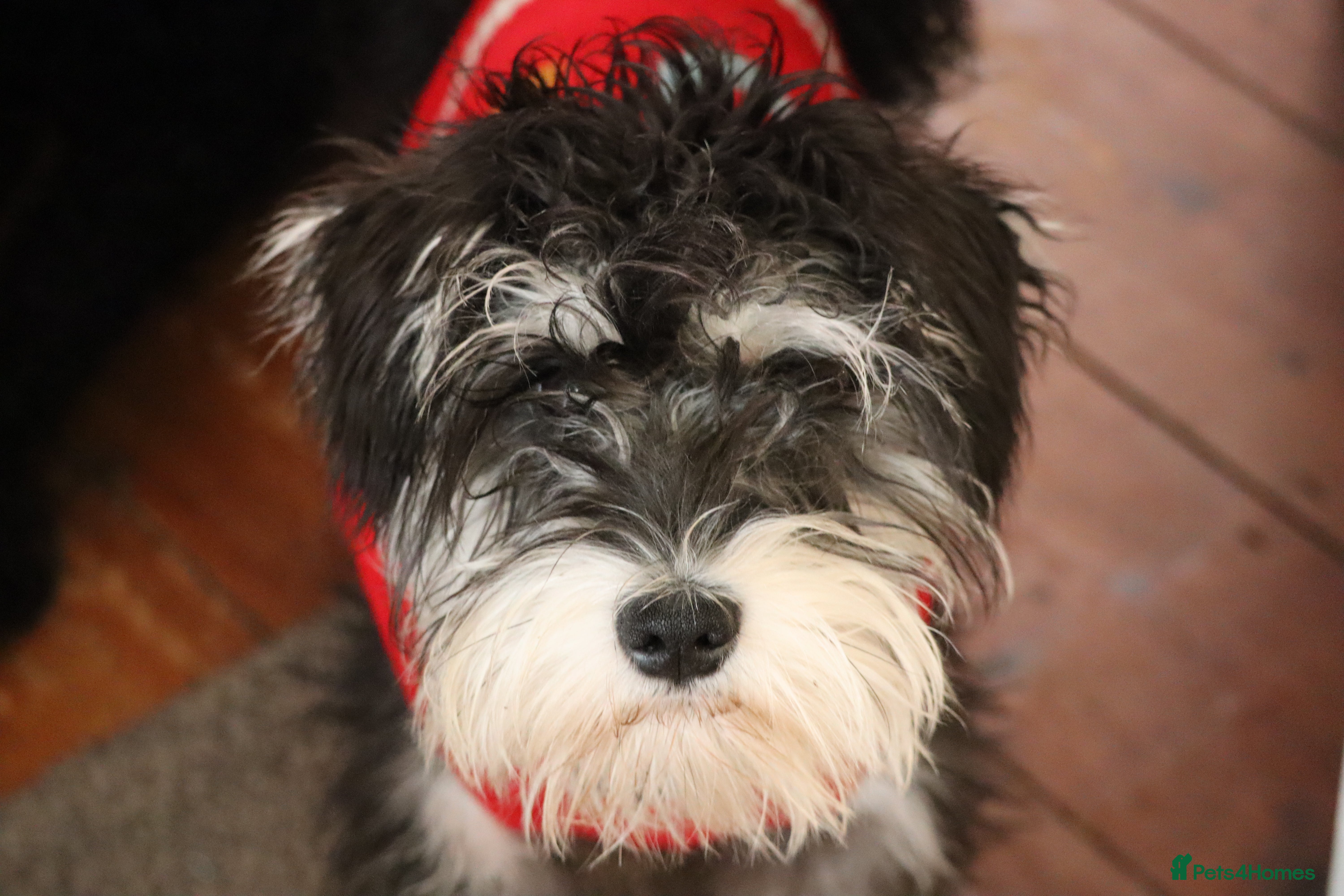 Miniature Schnauzer dogs Miniature Schnauzer stud - Advert 1