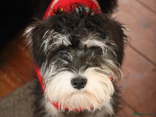 Miniature Schnauzer dogs Miniature Schnauzer stud - Advert 14