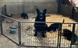 German Shepherd dogs for sale: German shepherd puppies  - Image 14