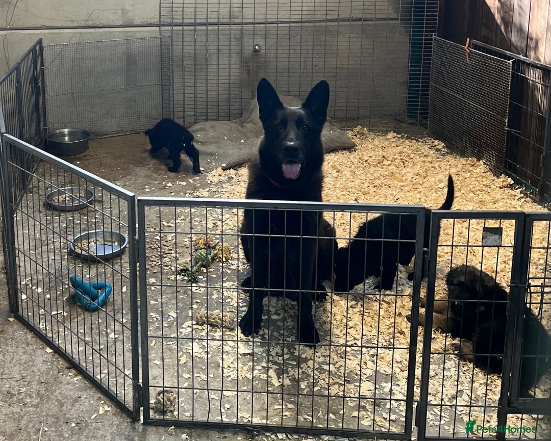 German Shepherd dogs for sale: German shepherd puppies  - Image 14