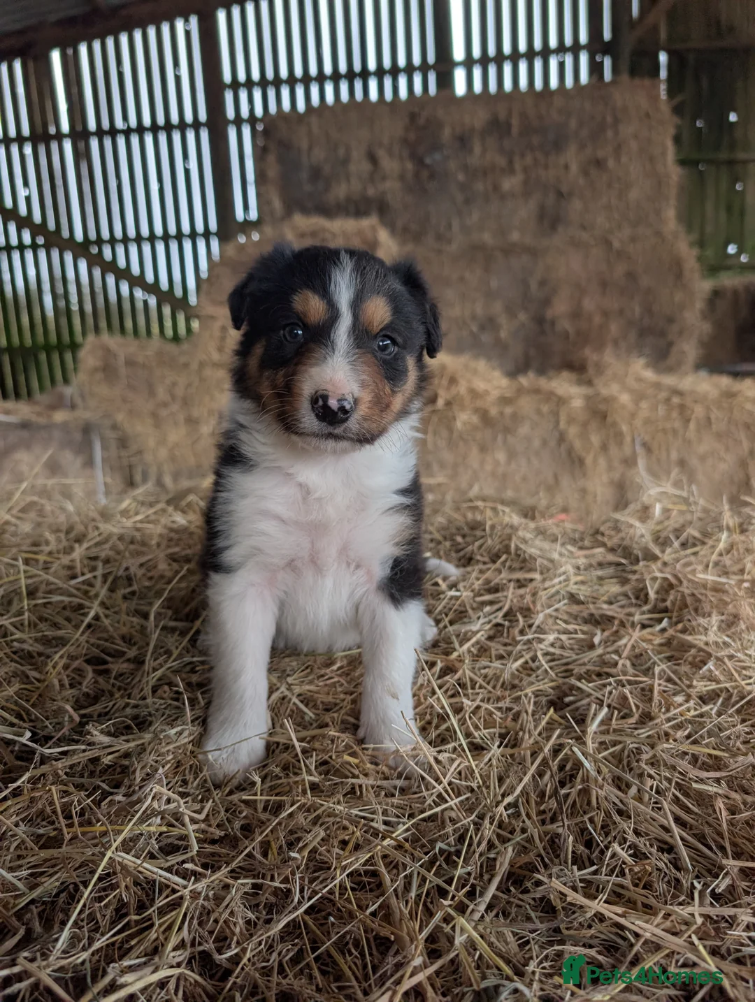 Border Collie dogs for sale: Border Collie Puppies  - Advert 7