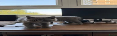 British Shorthair 2