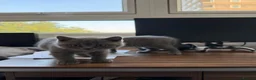 British Shorthair cats for sale: 3 x British Shorthair kittens - Advert 9