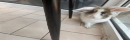 Mixed Breed rabbits for sale: Adorable mixed breed rabbit - Advert 2