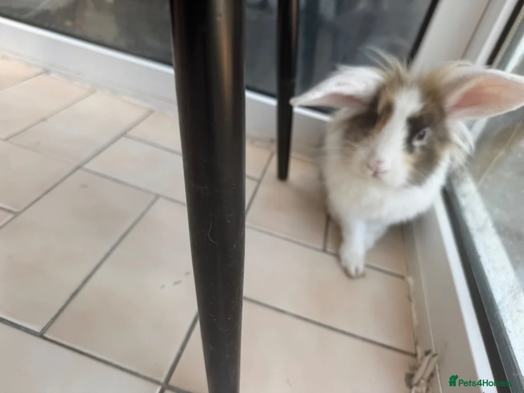 Mixed Breed rabbits for sale: Adorable mixed breed rabbit - Advert 2